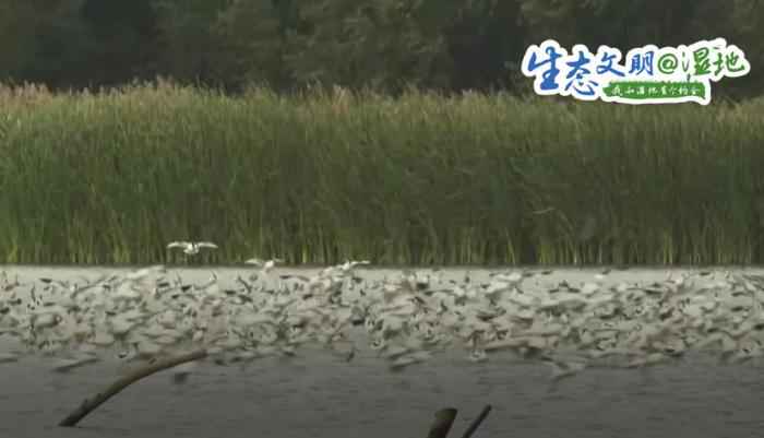  珍稀濒危候鸟飞抵南沙湿地 漫天飞羽蔚为壮观