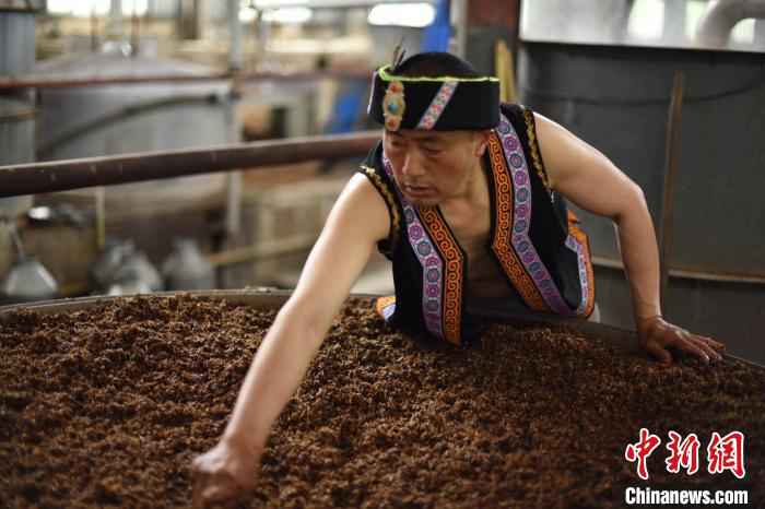  汶川羌族小伙返乡创业记：经历过从无到有的人，更容易站起来